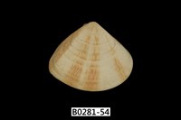 藏品(花蛤)的圖片